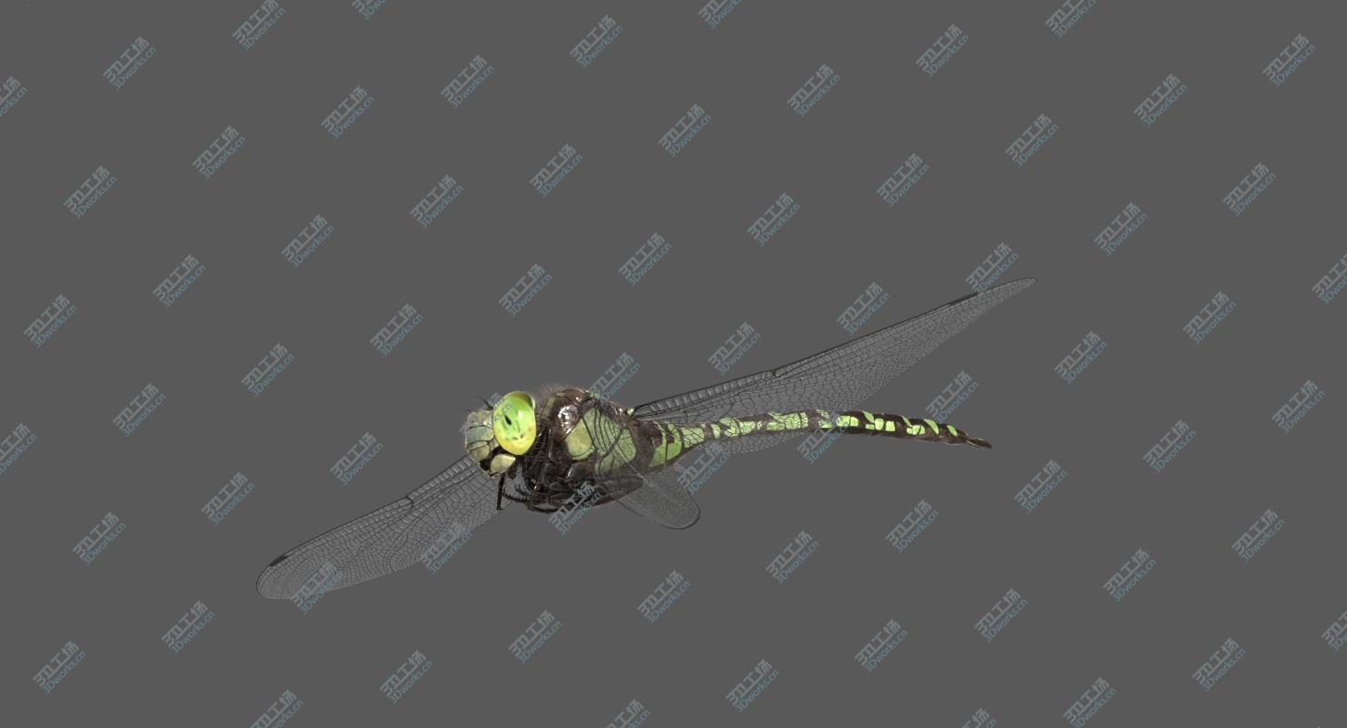 images/goods_img/2021040232/Dragonfly Southern Hawker (Animated) 3D/4.jpg
